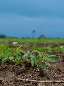 Feeling confused about how to increase climate resilience in the food system? Five truths that can guide us towards effective action