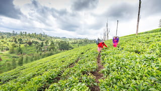 Call for Consultants: Investment Readiness Support for Early- and Growth-Stage Agribusinesses