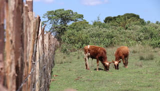 Decade of convening landscape initiatives: Protecting the forest to support communities, ecosystem and tea cultivation