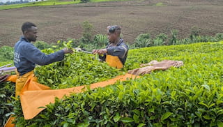 Collaborative wage solutions elevate livelihood of workers in the tea sector