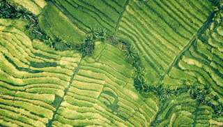 Scaling the infrastructure for landscape-level engagement: Walmart Foundation awards IDH USD 750,000 grant