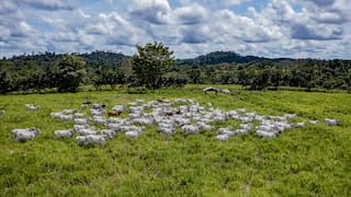 The IDH Brazil Agenda