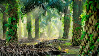 Turning Europe’s good intentions into effective action to stop deforestation