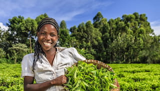 Tea industry tests new living wage model with pilot results