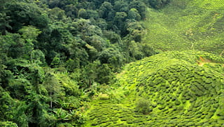 EUDR postponement: Our recommendations to move from compliance to inclusive forest protection