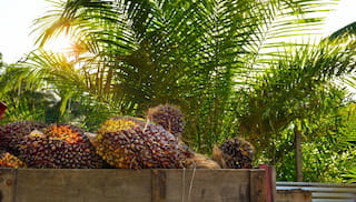 Global Palm Oil Outlook 2025