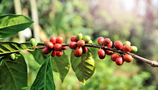 Terms of Reference: Endline Evaluation for the East Africa Living Income Program