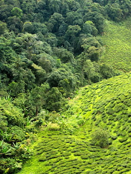 EUDR postponement: Our recommendations to move from compliance to inclusive forest protection