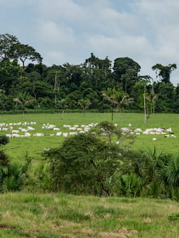 Transforming markets in Brazil