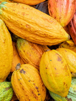 IDH and Tony’s Open Chain collaborate to Increase Farmers’ Incomes