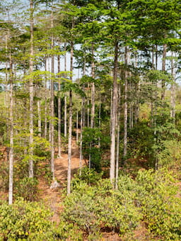 Report: Securing the Future of Cocoa Agroforestry in Ivory Coast: The Importance of Financing Land Certificates for Smallholder Farmers